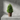 Planta Artificial Pino 24 cm Decorativa Homilu
