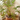 Planta Artificial Palma Asparagus 35 cm Decorativa Homilu