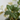 Planta Artificial Hiedra 20 cm Decorativa Homilu
