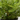Planta Artificial Helecho 32 cm Decorativa Homilu