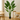 Planta Artificial Banano Con Maceta Decoración Altura 160 Cm