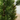 Planta Artificial Pino 24 cm Decorativa Homilu