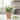 Planta Artificial Lavanda Blanca 18 cm Decorativa Homilu